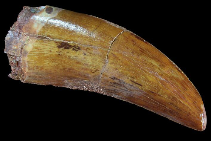 Serrated, Carcharodontosaurus Tooth - Gorgeous Enamel #85878
